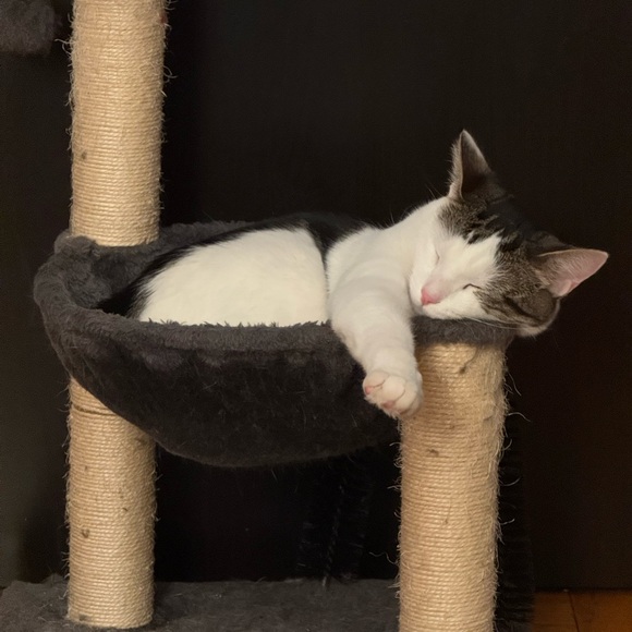 Funds for Sushi 🍣 and Beerus 🐈‍⬛ - Picture 7 of 13